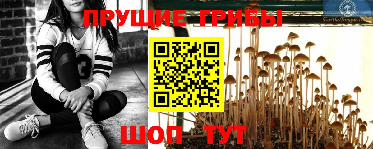 Знаменск  Галлюциногенные грибы Psilocybine cubensis  Вход с VPN  Псилоцибиновые грибы Cubensis 
